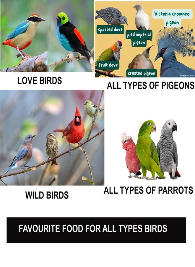 FINEWORLD Fine World Premium Pearl Millet Bird Food for Finches and Parakeets, Natural Grain Feed, No Preservatives, Handpicked Seeds - Image 2